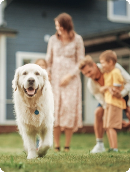 A happy white Golden Retriever walking toward the camera on a green lawn.