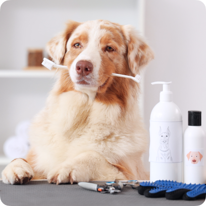 A brown and white dog holding a double-ended white toothbrush in its mouth, sitting in a pet grooming station.