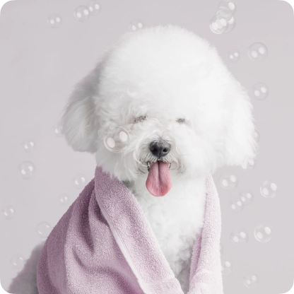 Fluffy white puppy at a self-serve dog wash station with grooming tools.